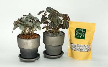 三河焼 植木鉢 ダークシルバー【テラチップいぶし】プランター お手軽 植物栽培セット 園芸 粘土 鉢 植物 土 シルバー 銀 H188-001