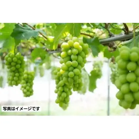【2kg】朝採れ新鮮!シャインマスカット【配送不可地域：離島】【1487250】