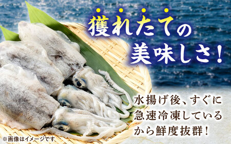 長崎県 対馬産 天然 アオリイカ 1杯 [WCN003]新鮮 冷凍 直送 イカ 水イカ 刺身 煮付け 