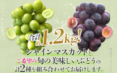 【ふるなびWEEK対象】選べる ぶどう詰合せ（シャインマスカット＋珍しいぶどう） シャインマスカット ナガノパープル クイーンニーナ グロースクローネ 瀬戸ジャイアンツ 雄宝 マイハート 福岡県 九州 お取り寄せ 8月中旬～9月下旬順次発送