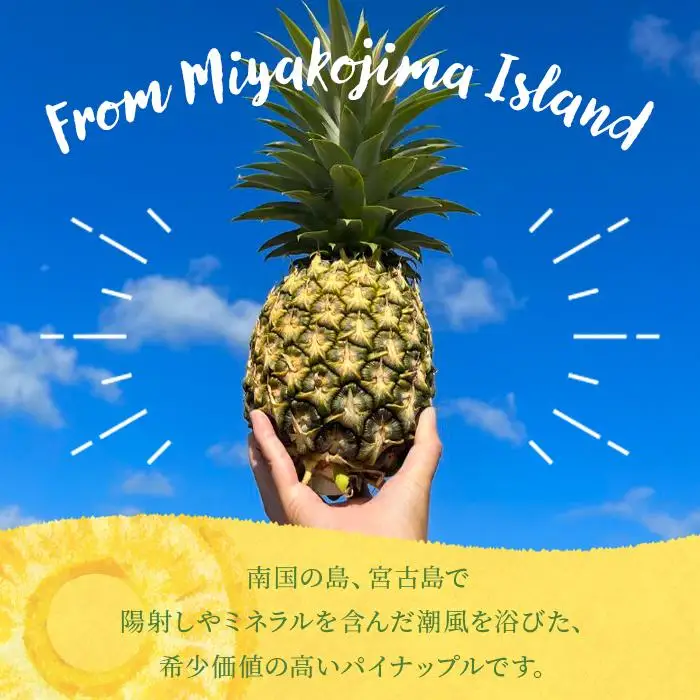《先行予約2027年発送》 宮古島産ピーチパイン２～３玉（２kg相当）【KONAパイン】｜無農薬 ピーチパイン フルーツ パイナップル パインアップル 果物 人気 おすすめ 宮古島 沖縄 送料無料(HL001)｜沖縄 宮古島  おすすめ  母の日 ギフト