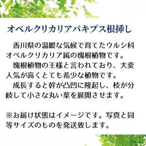オペルクリカリアパキプス根挿し株 1本