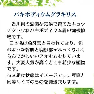 パキポディウムグラキリス実生株 1本