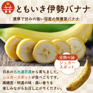 平均糖度25度以上 国産 無農薬 皮ごと食べられる「ともいき伊勢バナナ」 約1.5kg 9本～ バナナ ばなな 伊勢ばなな 伊勢バナナ ときいも伊勢バナナ 高糖度 栄養豊富 皮ごと 果物 くだもの 多気町 三重 無農薬 国産 三重県 多気町 TF-01