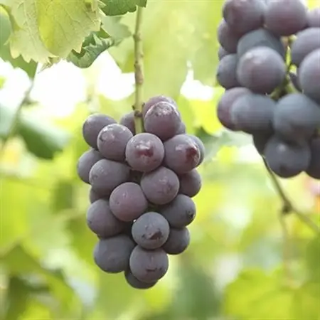 朝採りニューピオーネ　1kg(2房)【配送不可地域：離島・北海道・沖縄県】【1142638】