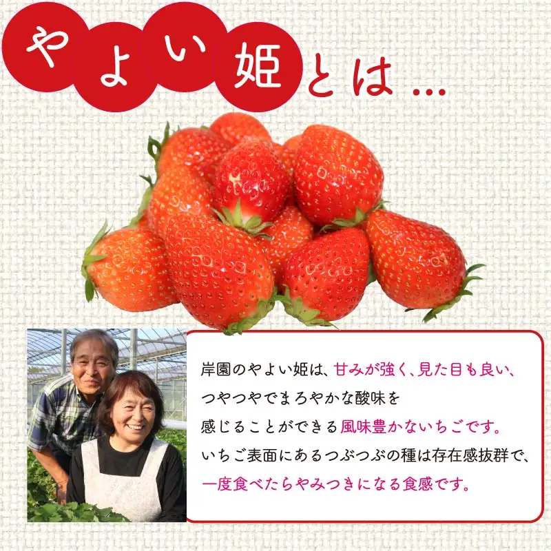 いちご やよい姫約920g 2027年1月～4月発送いちご