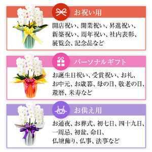 洋蘭 大輪 胡蝶蘭 3本立ち (高さ約80cm幅約50cm) 