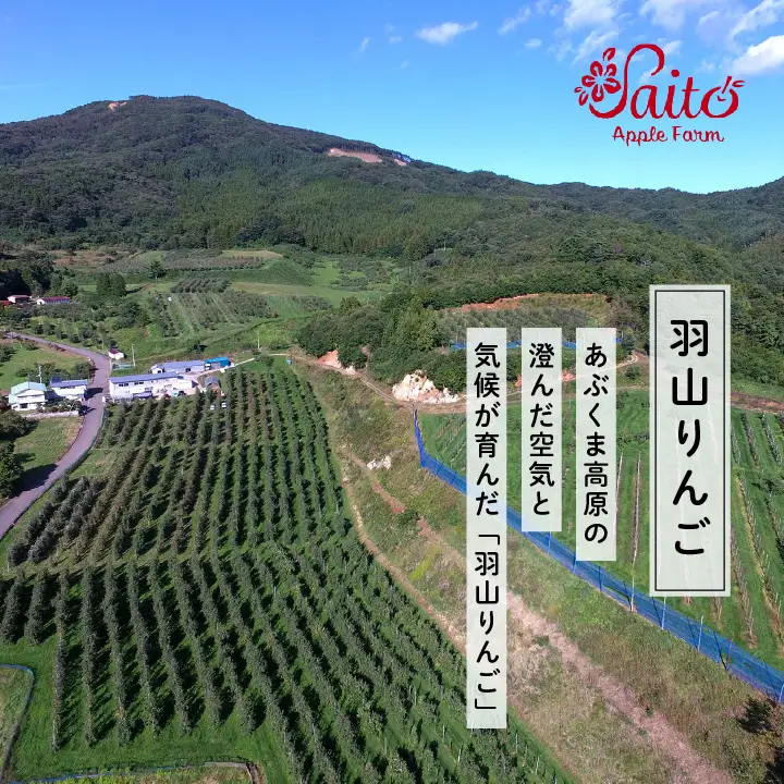 りんご《2026年8月下旬以降順次発送》羽山のりんご 中生おまかせL～2Lサイズ3kg【斎藤りんご園】