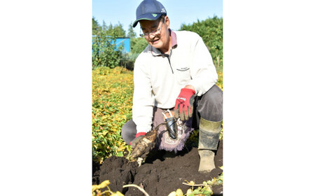 座間市特産品　大和芋　秀　3kg｜贈答品 とろろいも とろろ芋 山芋とろろ やまいも やまといも ※2022年12月上旬～2023年1月下旬頃に順次発送予定
