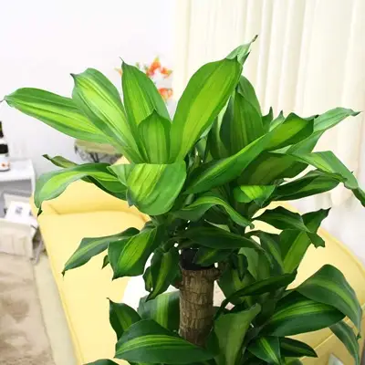 【観葉植物】幸福の木 8号 ストライプバスケット鉢カバー 高さ:約1m～1.2m(鉢底より) 土の表面：ウッドチップ 【観葉植物 インテリア 部屋 おしゃれ 福岡県 筑前町 送料無料 AG008】