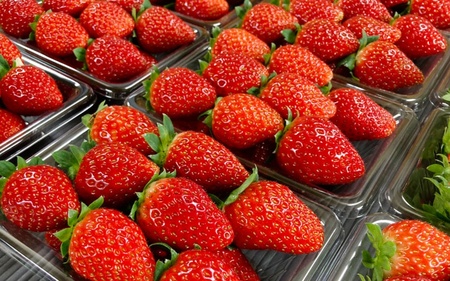 【先行予約】特大まりひめ いちご 朝摘 6個～11個入り×2パック  2027年1月中旬～2027年3月末頃に順次発送予定（お届け日指定不可）/ いちご 苺 まりひめ 和歌山 フルーツ  果物 くだもの【kiy003A】