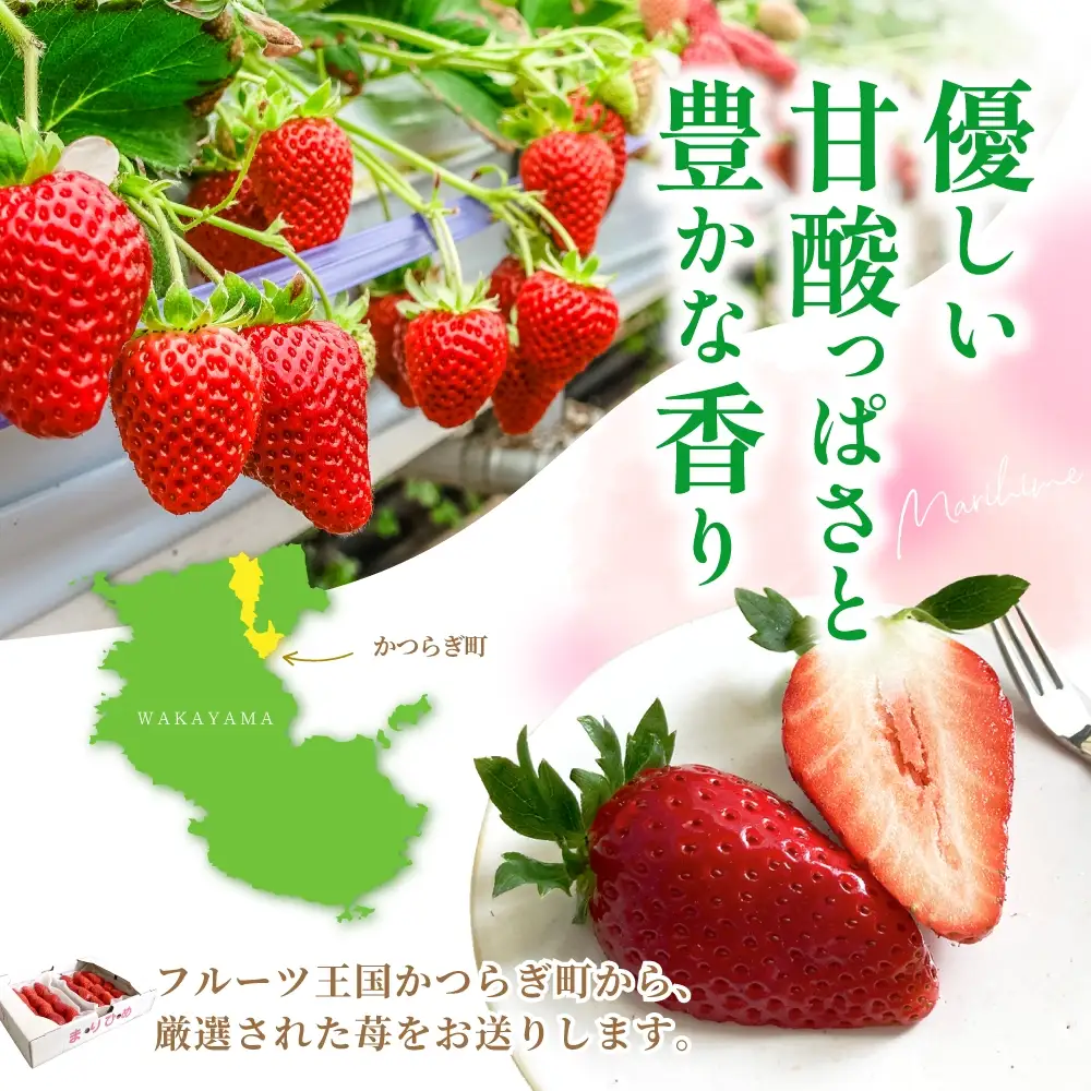 【先行予約】まりひめ いちご 12粒～15粒入り×2パック（500g）2027年1月中旬頃～2027年3月下旬頃に順次発送予定（お届け日指定不可）/ いちご 苺 まりひめ 和歌山 フルーツ 果物 くだもの【kgr007B】
