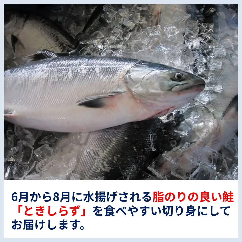  ときしらず（鮭）の切り身セット（7切れ前後）｜鮭　羅臼産