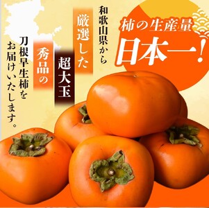  【先行予約】種無し柿 刀根早生柿 秀品大玉 約1.8kg（6個） 2026年9月末頃～10月末頃に順次発送予定（お届け日指定不可）/ 柿 かき 種無し 秀品 大玉 フルーツ 果物 くだもの【kiy002A】
