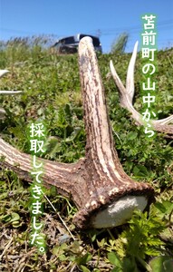 エゾ鹿の角 大1本（55cm～70cm前後） 蝦夷鹿 シカ 天然 素材 工作 DIY 自由研究 自然 キャンプ アクセサリー オブジェ 北海道 苫前町 とままえ tom04