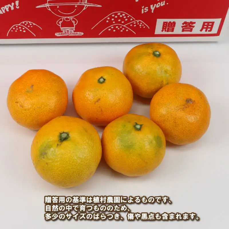 贈答用 早生みかん 宮川早生 5kg 植村農園 早生 わせ 贈答 ギフト プレゼント 果物 フルーツ 柑橘 みかん 蜜柑 産地直送 農家直送 数量限定 国産 愛媛 宇和島 B010-153008