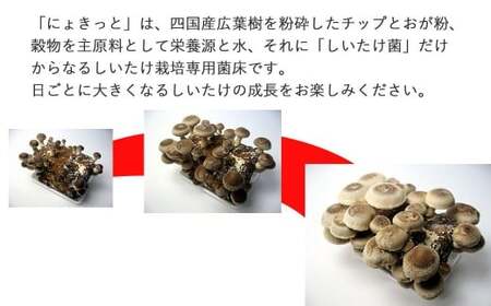 しいたけ栽培キット にょきっと 6個セット