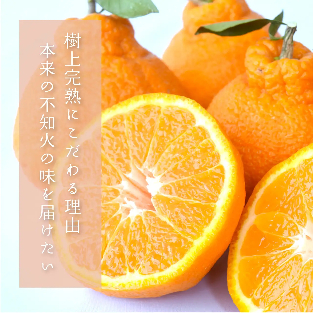 【先行予約】【数量わずか】樹上完熟しらぬい（不知火） 約2kg(6個) 秀品　2027年2月末～2027年3月末頃に順次発送予定（お届け日指定不可）/ 和歌山 みかん しらぬい 不知火 フルーツ 柑橘 蜜柑 果物 くだもの【kgr005】