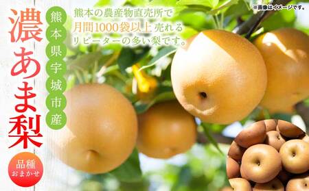先行予約 梨 濃あま梨 約3kg 6〜10玉前後 2026年8月中旬から9月下旬発送予定