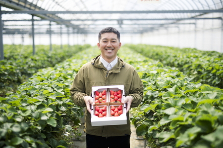 【2027年春収穫分】【品種お任せ】 いちご4パック ｜ レッドパール 紅い雫 紅ほっぺ  イチゴ 苺 フルーツ あかまつ農園 ※2027年2月～発送