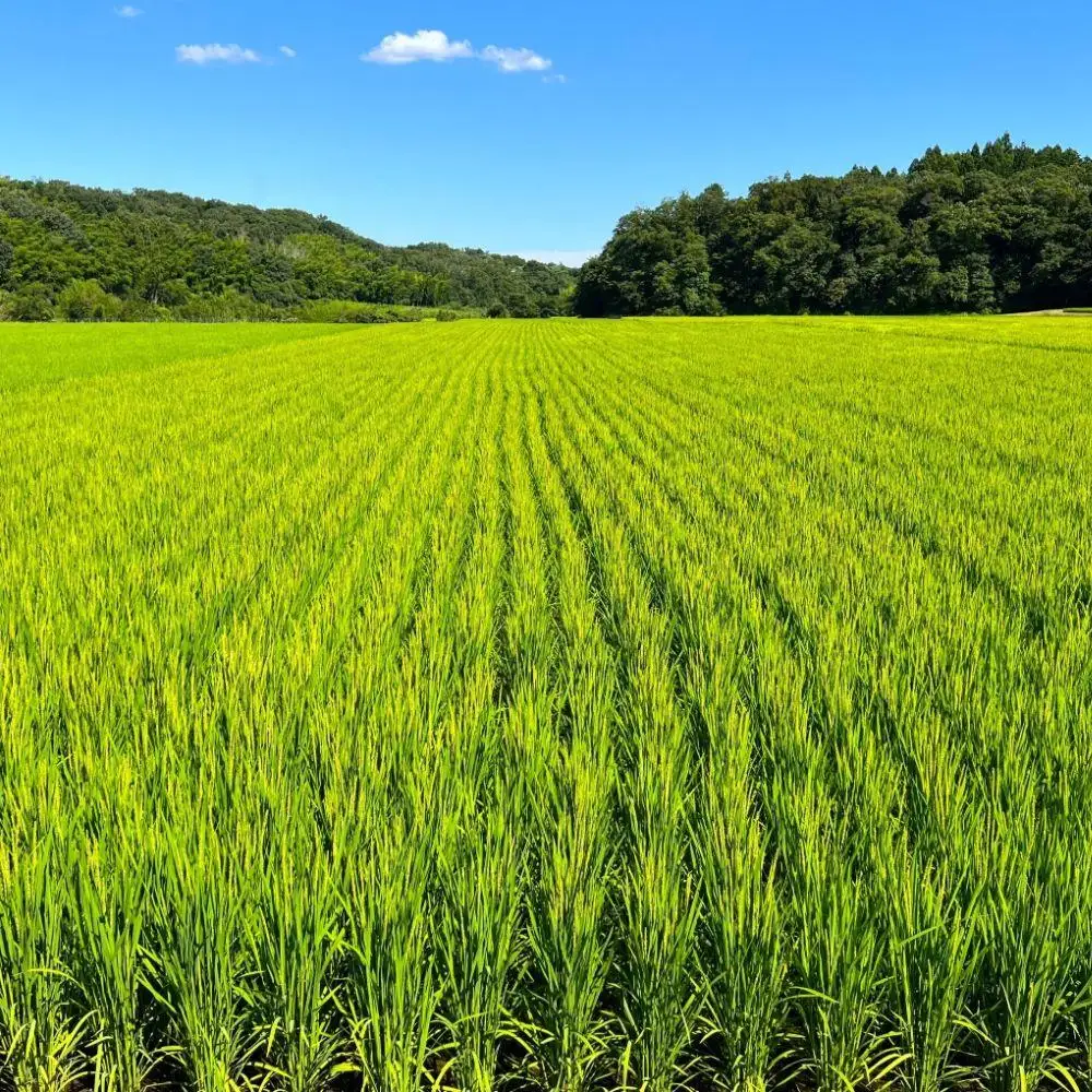 ＜定期便＞【令和8年度】新米 こしひかり（精米）10kg【3ヶ月】鈴鹿山麓の銘水が育てた米l 米どころ 三重県産 小山田地区  小山田米  米 コメ 白米 精米