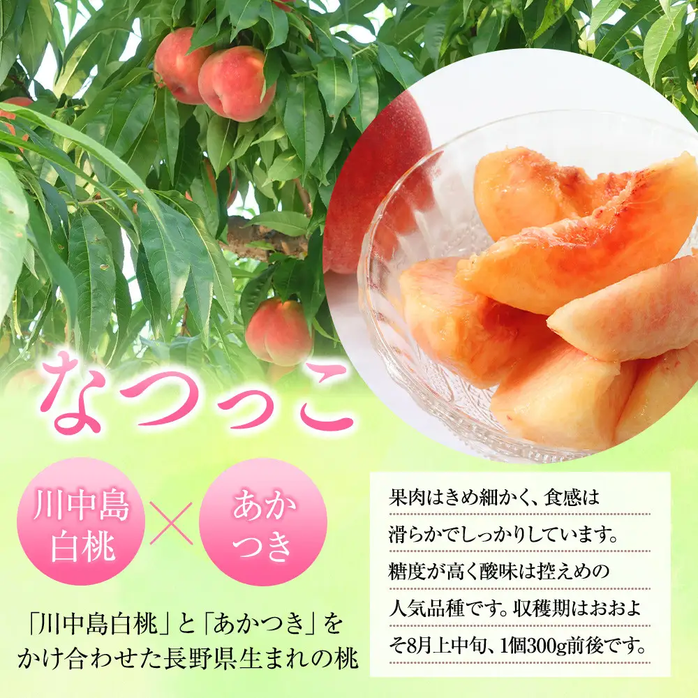 前島農家 なつっこ約3kg（8個～12個） | 桃 フルーツ 旬  桃
