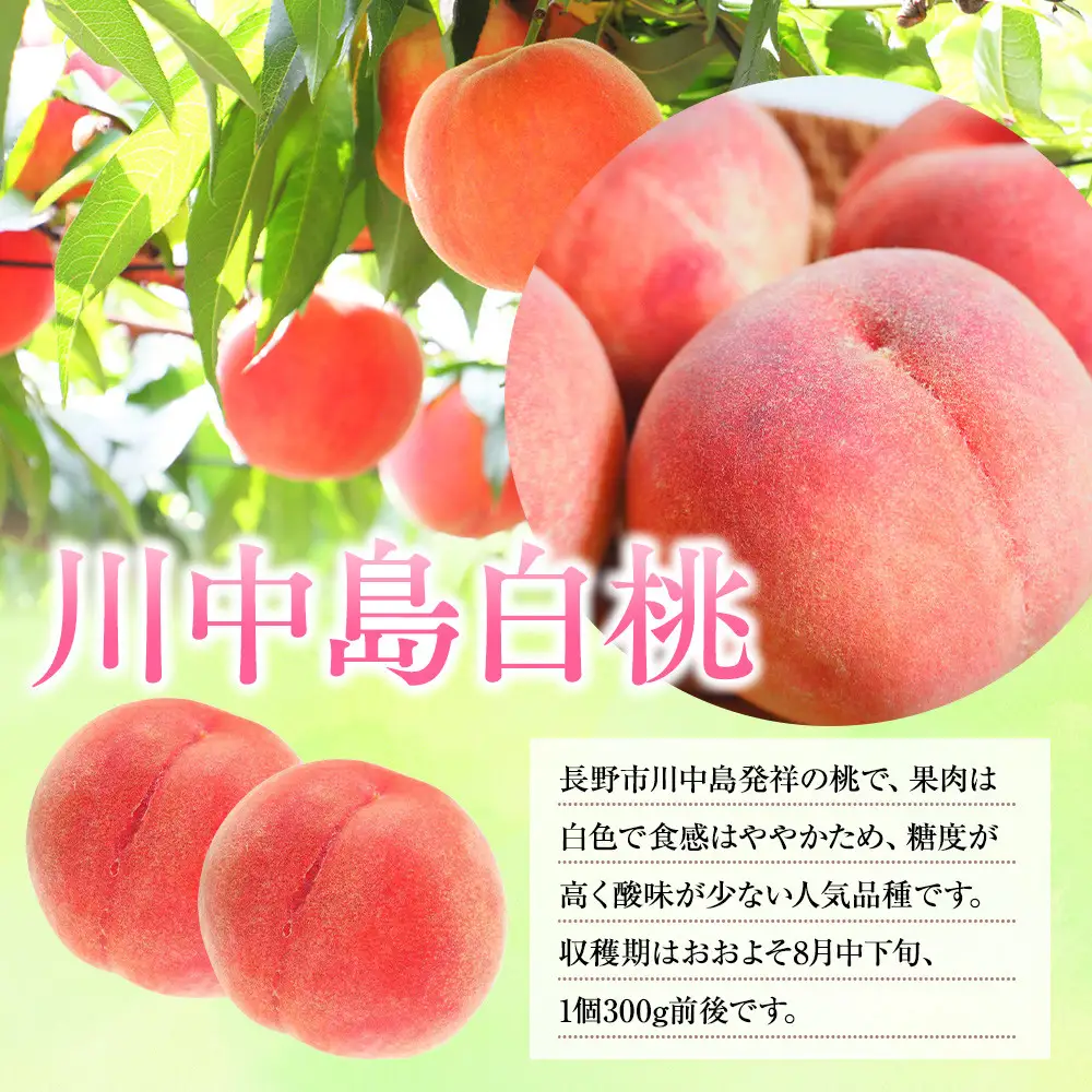 前島農家 川中島白桃約3kg（8個～12個） | 桃 フルーツ 旬