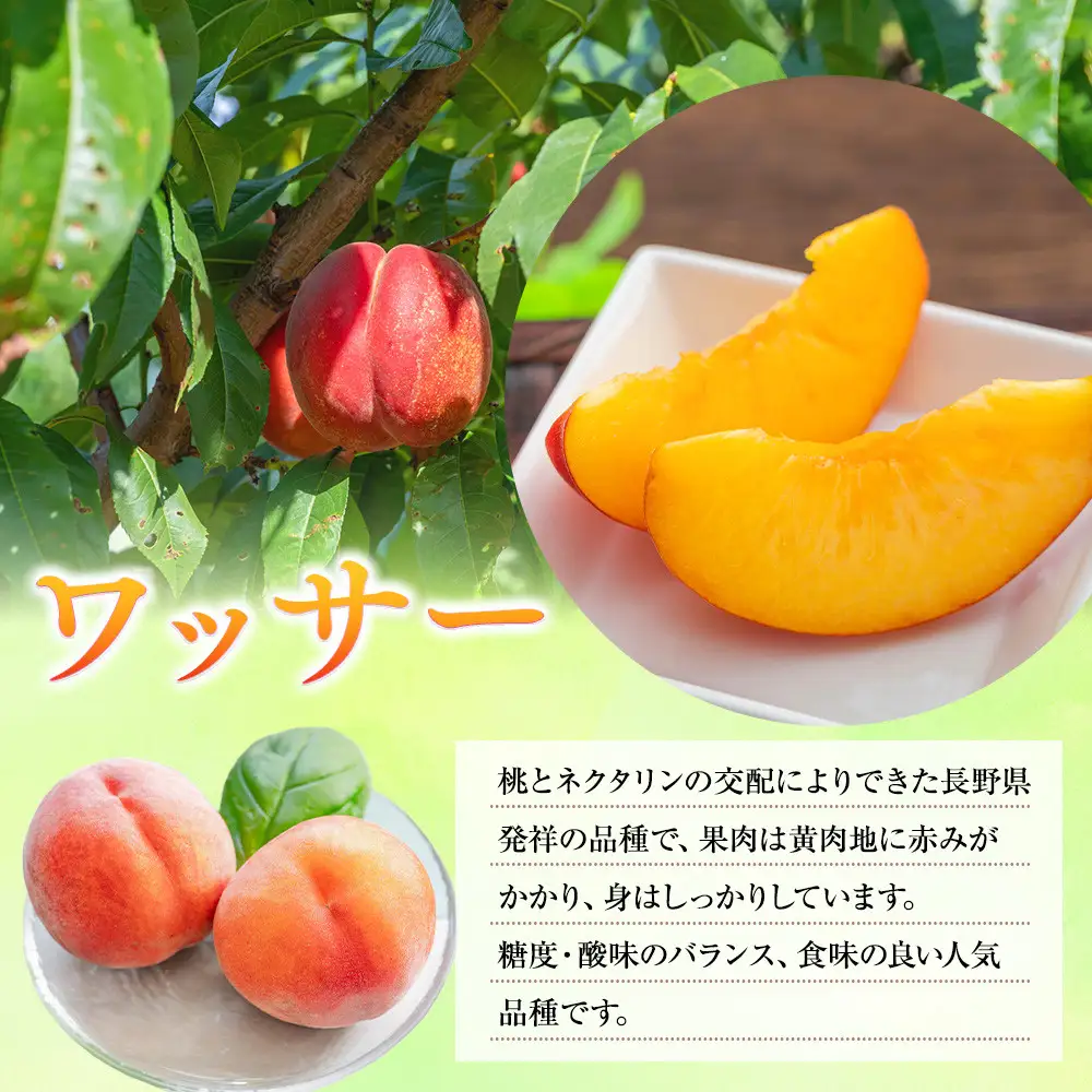 前島農家 ワッサー約3kg（9個～12個） | 桃 フルーツ 旬 桃