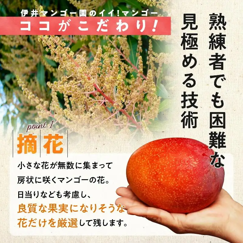 【 2027年先行予約 】伊井マンゴー園のイイ！マンゴー 約1キロ（2玉） C026-002 マンゴー 完熟マンゴー