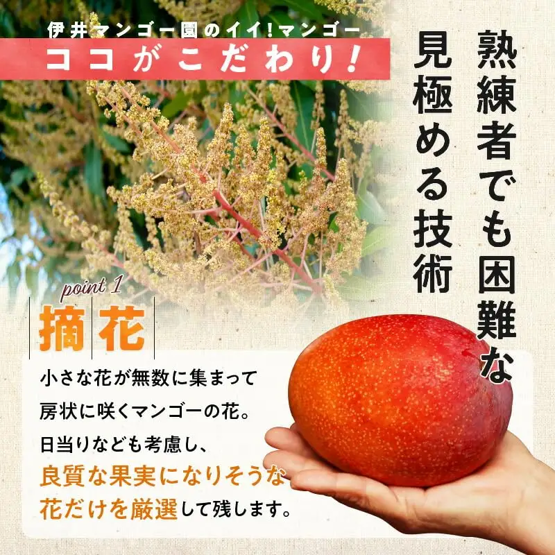 【 2027年先行予約 】伊井マンゴー園の訳あり完熟マンゴー（ご家庭用）約2キロ（5～9玉） C026-004 マンゴー 完熟マンゴー 訳あり