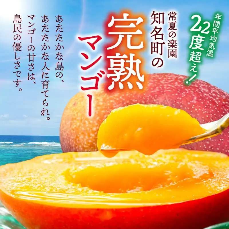 【 2027年先行予約 】ふじ農園の完熟マンゴー 1kg C031-001 マンゴー 完熟マンゴー