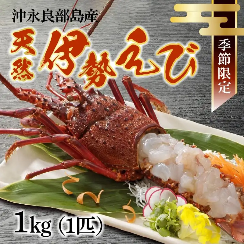 沖永良部 島産！ 天然 の 伊勢えび 1kg ( 1匹 ) C034-001 魚介類 冷凍 海老 エビ 伊勢海老