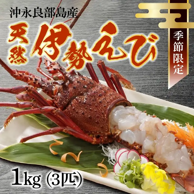 沖永良部 島産！ 天然 の 伊勢えび 1kg ( 3匹 ) C034-003 魚介類 冷凍 海老 エビ 伊勢海老
