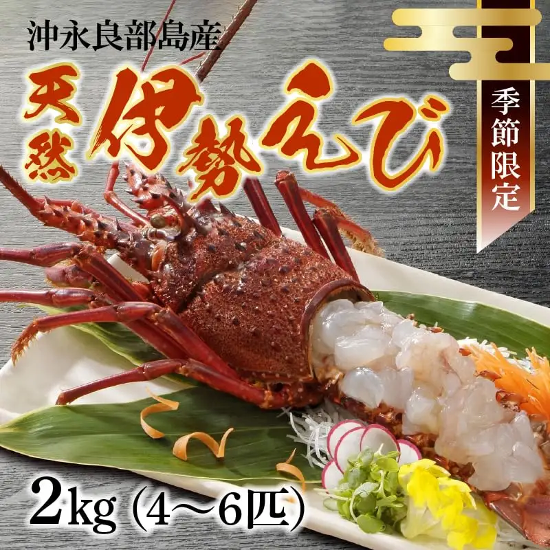 沖永良部 島産！ 天然 の 伊勢えび 2kg ( 4～6匹 ) C034-004 魚介類 冷凍 海老 エビ 伊勢海老