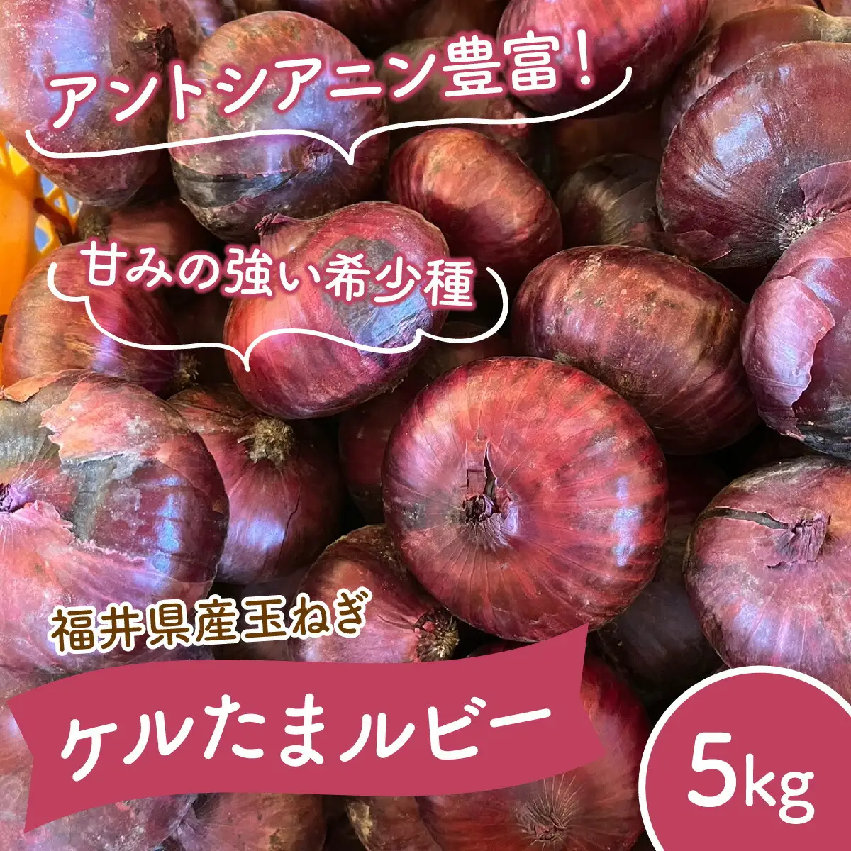 【 先行予約 / 7月上旬より発送】 福井県産 玉ねぎ ケルたまルビー 5kg / 野菜 やさい タマネギ たまねぎ / 小浜市 / 今富の宝 [BFCI002] 