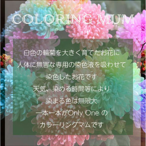 【定期便】シーズンアレンジメント定期便３回 花