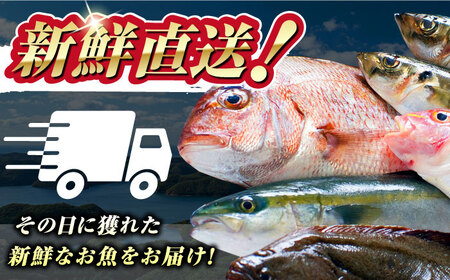 【期間限定！】対馬産 鮮魚 詰め合わせ 5種前後 5.5kg 新鮮 天然 直送 セット [WAH023]