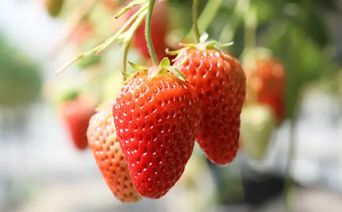 いちご 紅ほっぺ 大粒 フルーツ 静岡県産 いちご【1箱2パック】