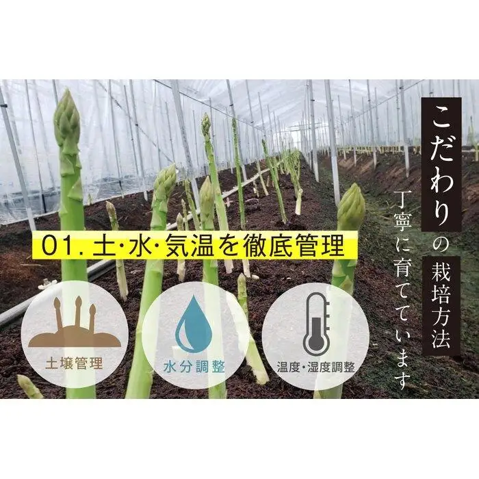 【朝採り直送】夏芽アスパラガス 1kg（L-Mサイズ）福岡県産 2026年