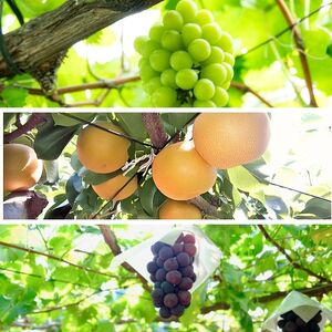 【南信州高森産】旬の ぶどう・梨セット　約2kg