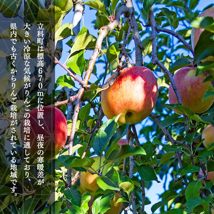 サンふじ（約5㎏、優13～18玉）　