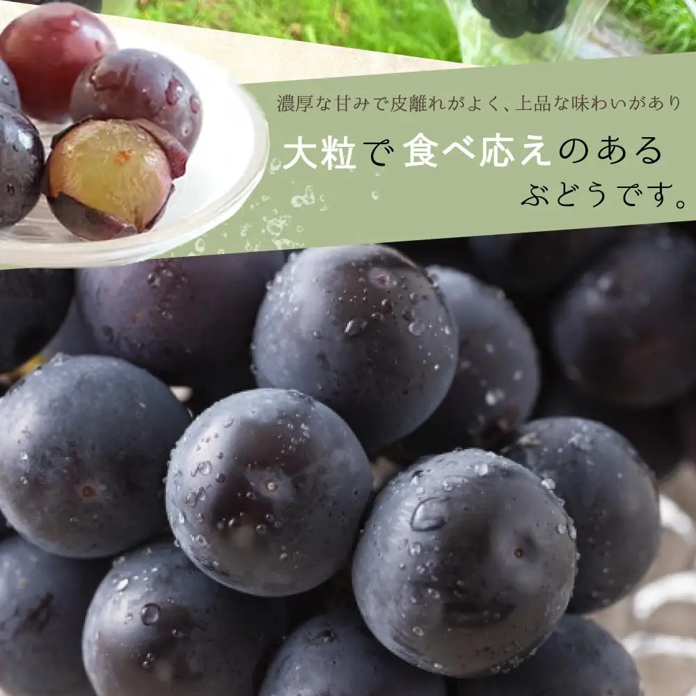 ピオーネ 約2kg　紀州和歌山 かつらぎ産［2026年8月下旬以降発送予定］［UT119］