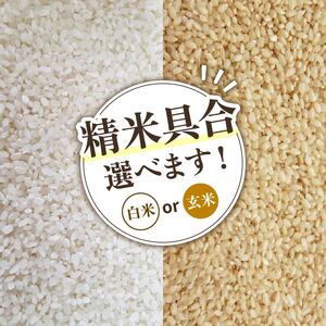【 先行予約 】 新米 きぬひかり 玄米 10kg 定期便 12ヶ月