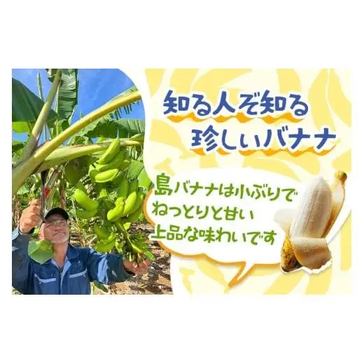 JH009　宮古島産バナナ（1?×定期便3回）【（株）フラモン】