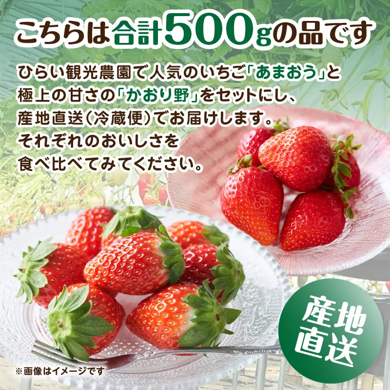 人気の2種いちご食べ比べセット「あまおう 250g」＋「かおり野 250g」合計500g｜2026年12月～順次発送＜ひらい観光農園＞ いちご イチゴ 苺 旬 期間限定 数量限定 デザート フルーツ 食べ比べ 福岡県 八女市065-010