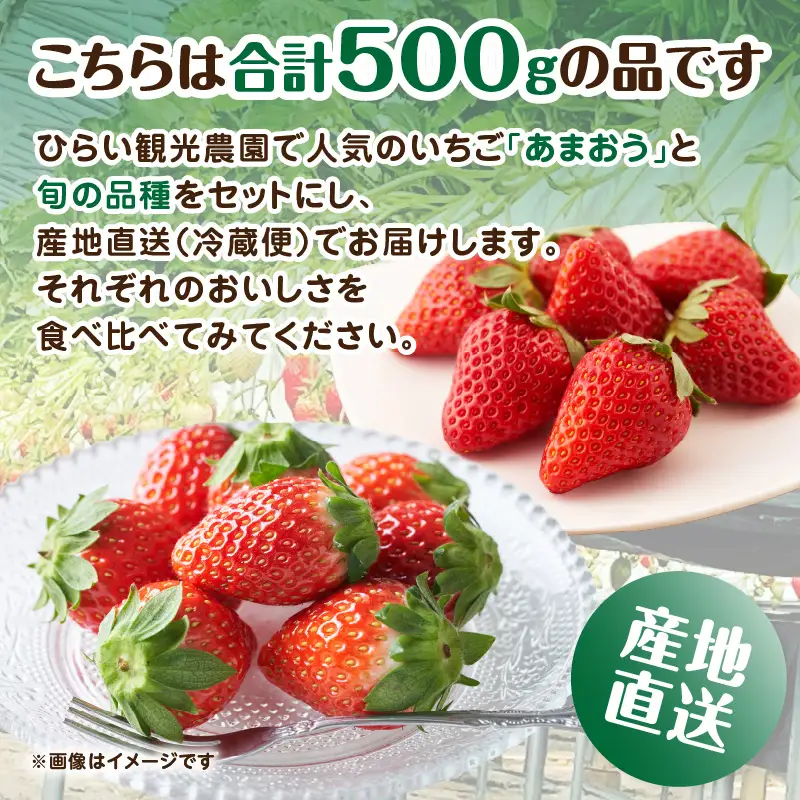 いちご堪能詰め合わせセット 250g×2パック（合計500g）｜2026年12月～順次発送＜ひらい観光農園＞ 065-011