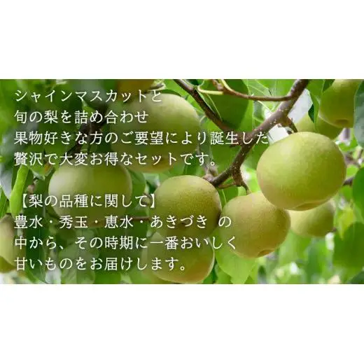 【 先行予約 】茨城県産 シャインマスカット3房と旬の梨詰め合わせ 約5kg ( 茨城県共通返礼品 : 常陸太田市 )【 2025年 9月中旬頃より発送 】 梨 ナシ なし 和梨 シャインマスカット フルーツ ぶどう 葡萄 ブドウ マスカット 果物  期間限定 数量限定