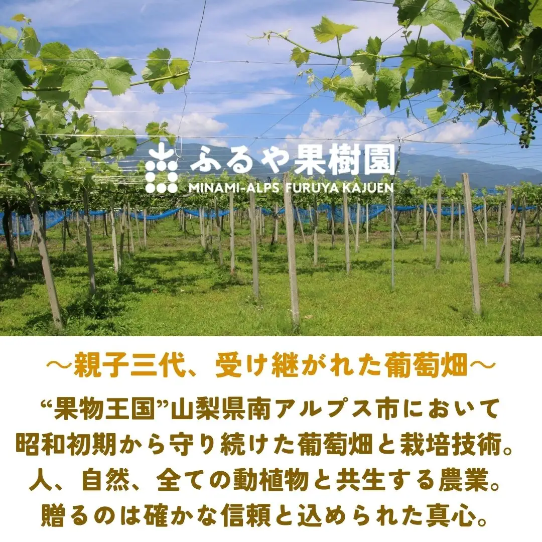 【令和8年発送・先行予約】南アルプス市産シャインマスカット(3房・約1.8kg)真心で育てる大地の宝石！ ALPDX003