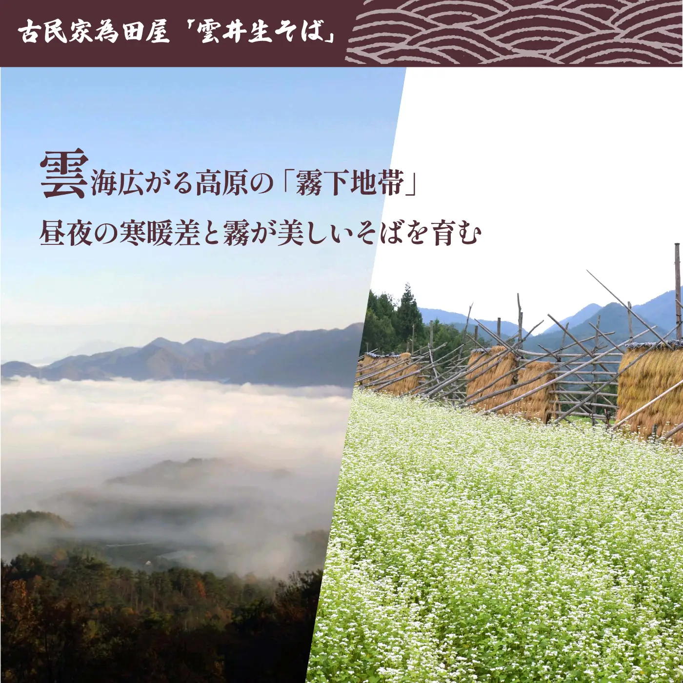 新そば 雲井生そば 5人前 特製つゆ付 打ちたて直送
