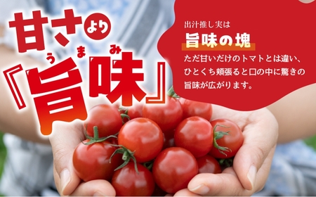 ふるなび限定 グランプリ受賞 完熟 出汁推し実 ミニトマト 1.6kg